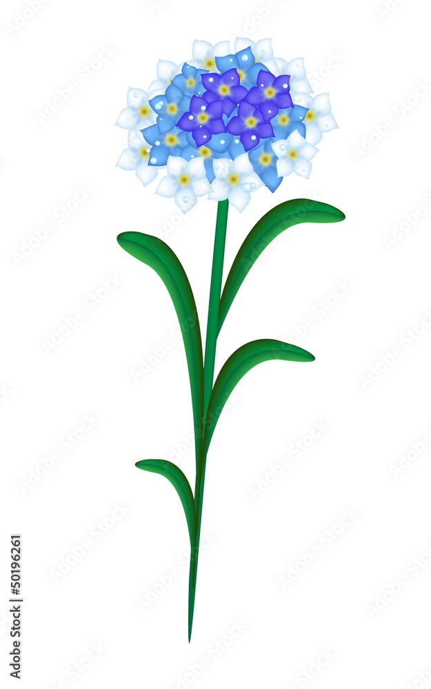 Forget Me Not Flowers on White Background