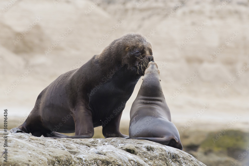 Fototapeta premium Couple of South American Sea Lions