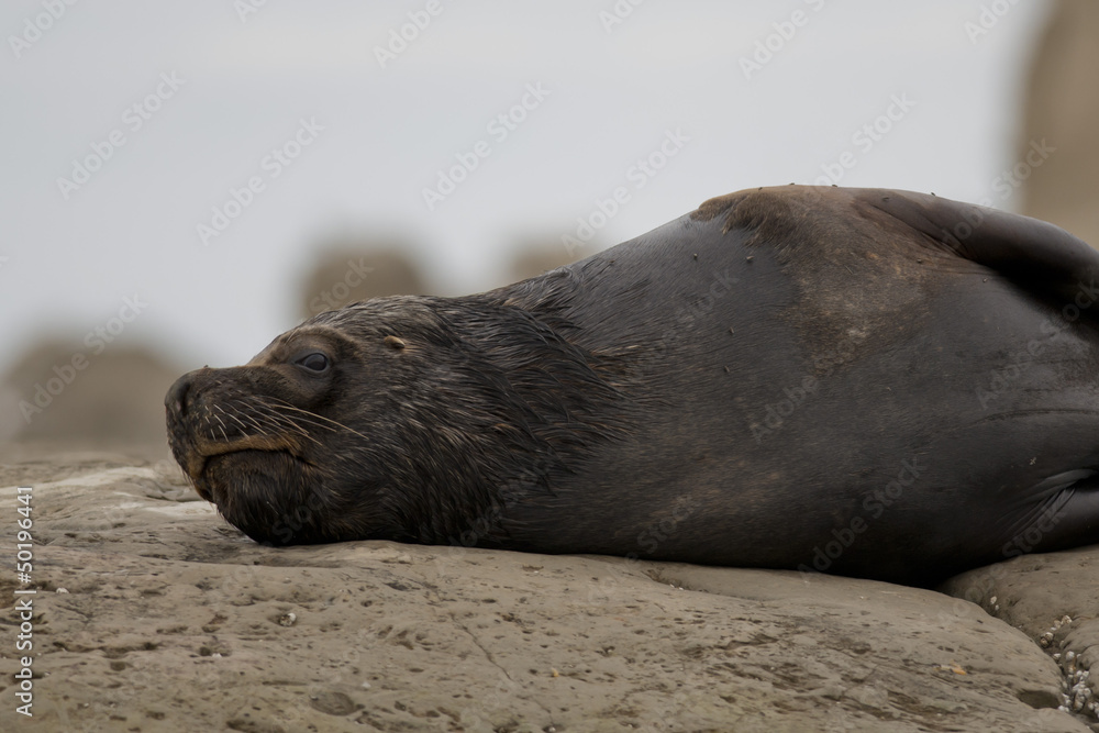 Obraz premium South American Sea Lion