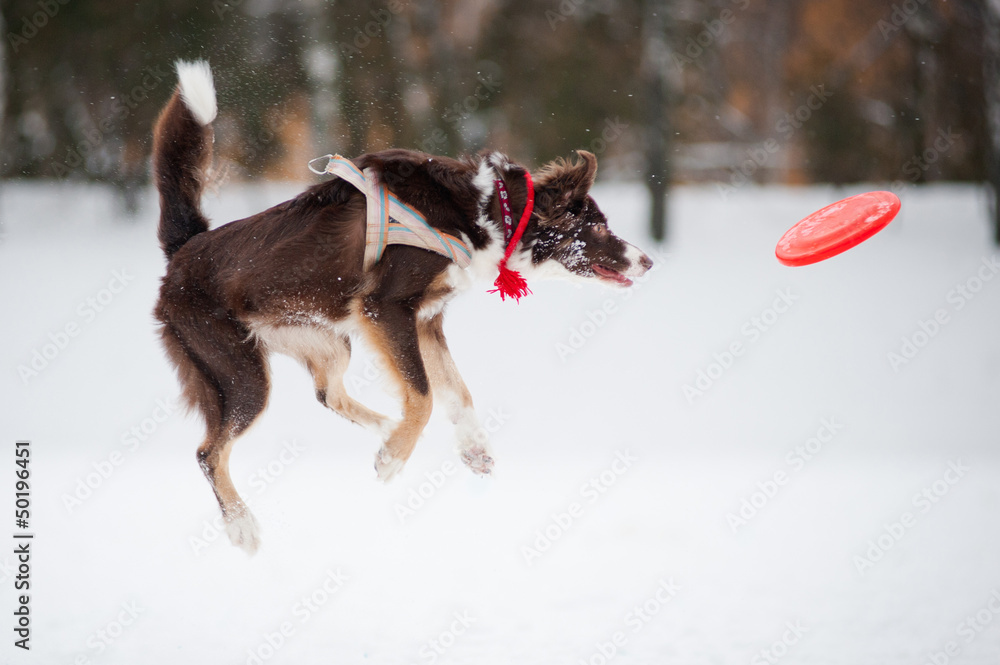 Dog jumping and catching a flying disc in mid-air Dog jumping and catching a flying disc in mid-air