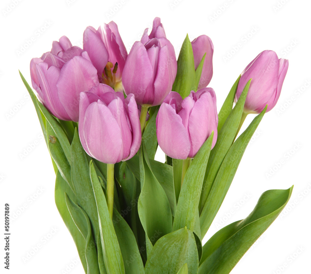 Beautiful bouquet of purple tulips, isolated on white Beautiful bouquet of purple tulips, isolated on white
