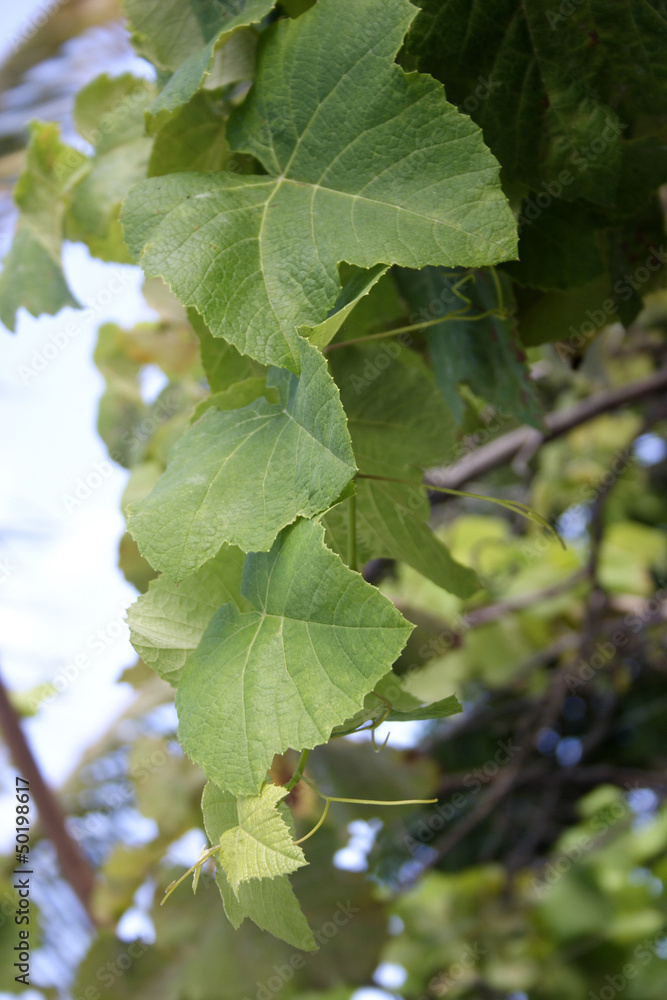 Grapevine leaves Grapevine leaves