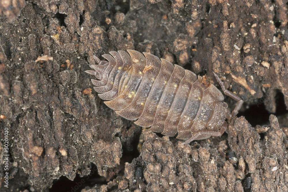 Woodlouse, extreme macro close-up with high magnification Woodlouse, extreme macro close-up with high magnification