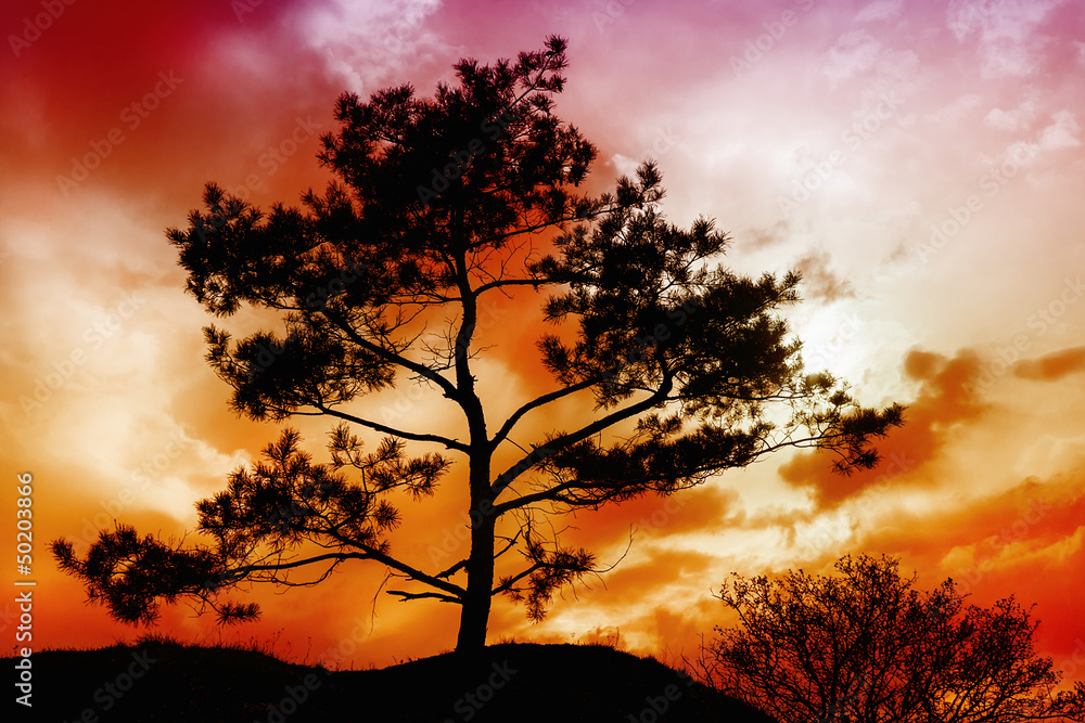 Tree Sunset