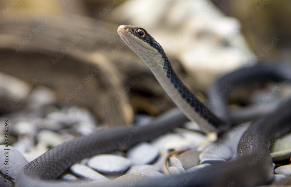 Fototapeta premium Snake