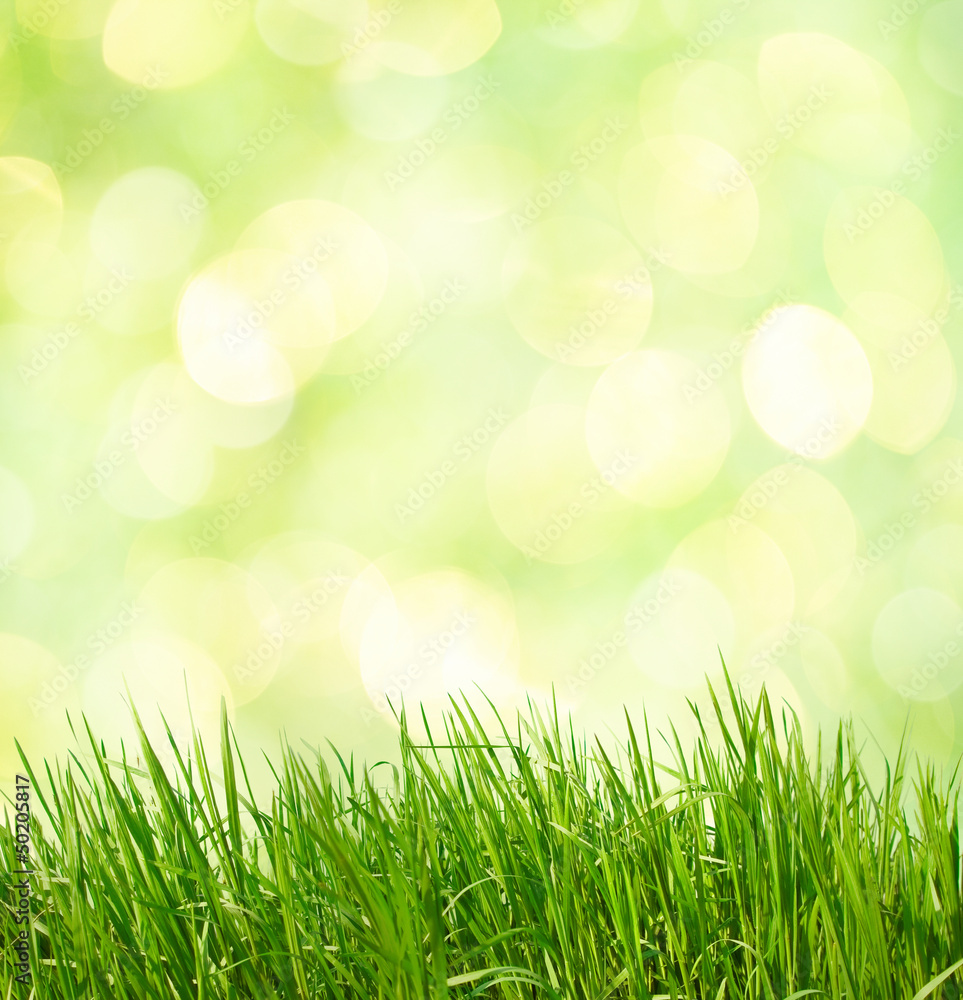 Abstract green natural background. Fresh spring grass.