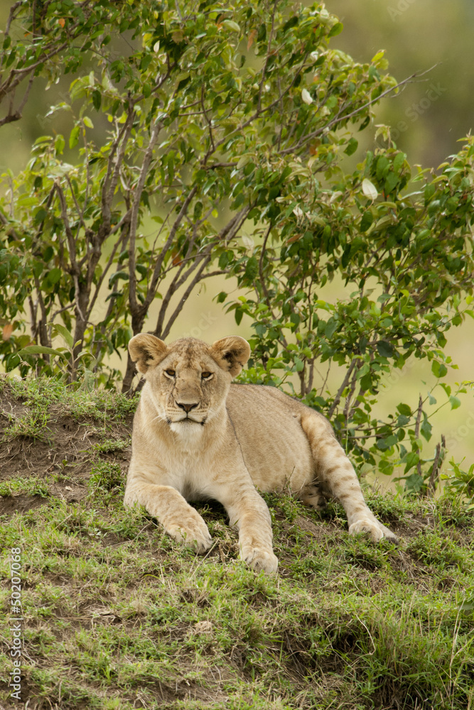 Naklejka premium Young Lion in the Savannah