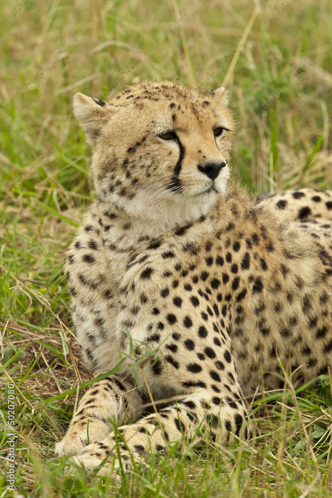 Cheetah in the Savannah Cheetah in the Savannah