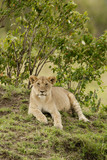 Young Lion in the Savannah
