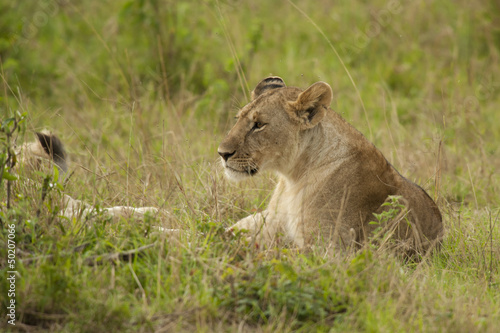 Lioness in the Savannah