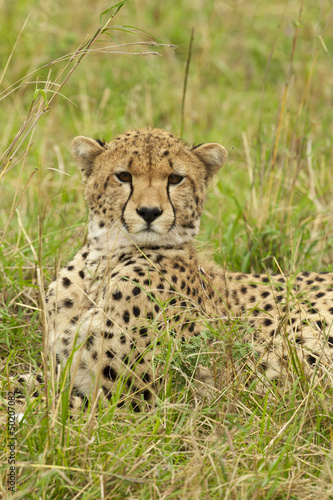 Cheetah in the Savannah