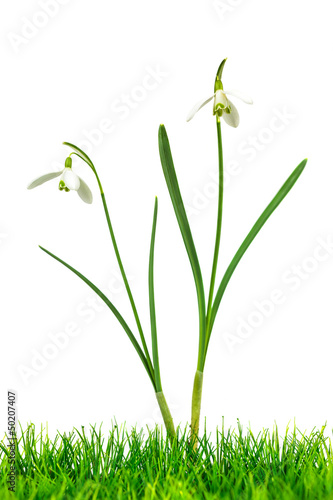 Two snowdrops with grass isolated on white