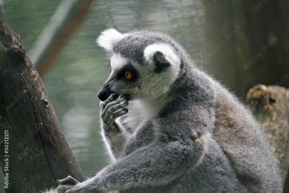 Obraz premium lemur pensive with his paw on the muzzle and the gray hair
