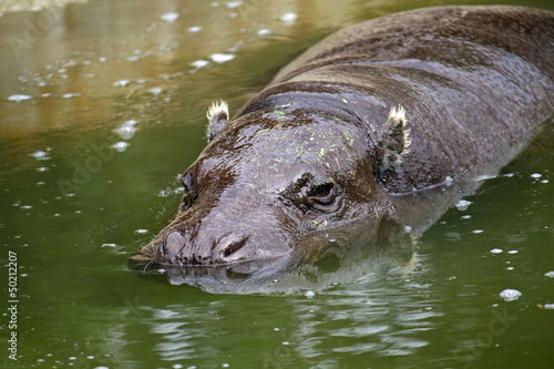 fat massive Hippo in a pond of a zoo