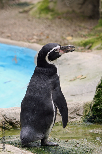 Penguin standing with the long beak