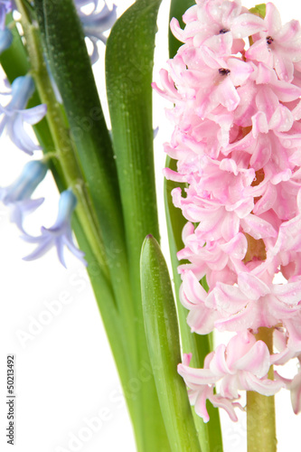 Beautiful hyacinths  isolated on white