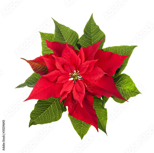 Принти на полотні Christmas poinsettia plant isolated on white