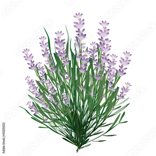 lavanda