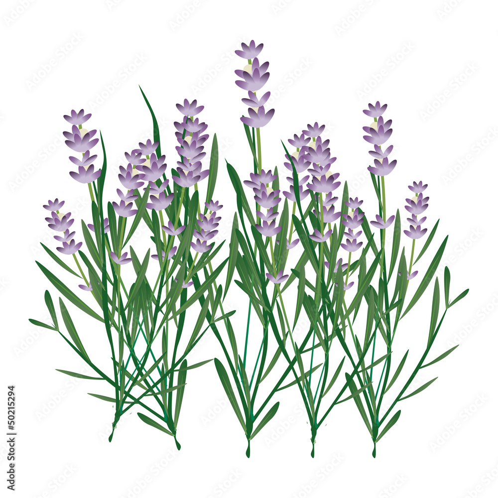 lavanda lavanda