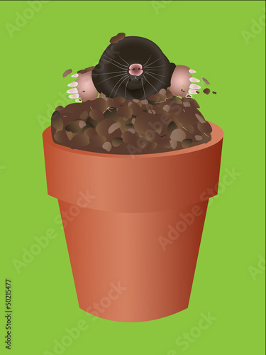 Mole