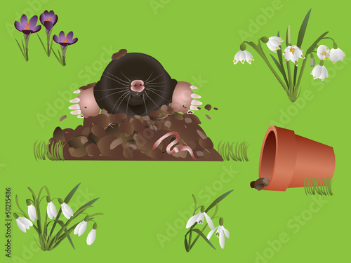 Mole