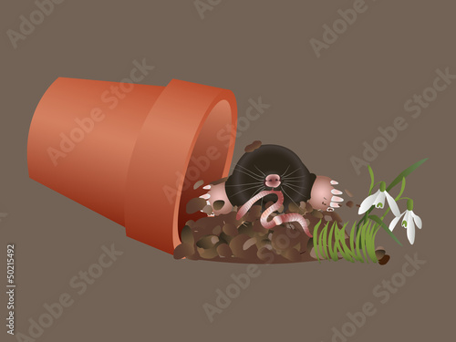 Mole