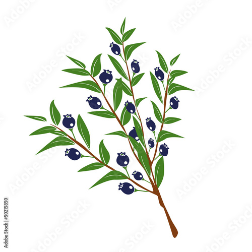 mirto