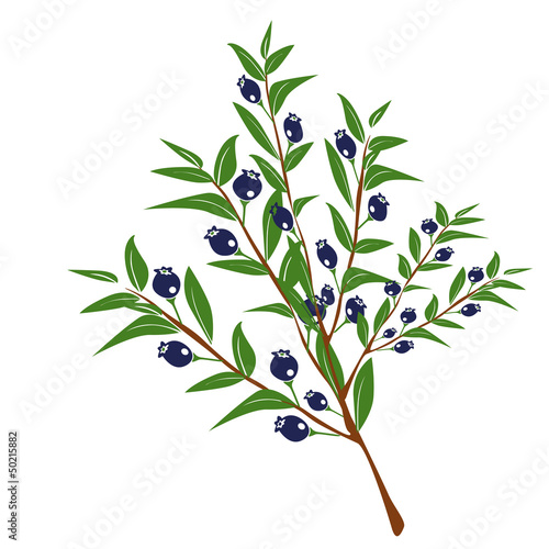 mirto