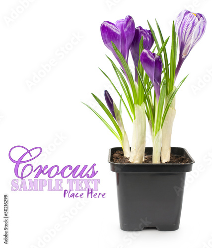 Crocuses in a pot over white