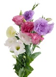 posy of multicolor eustoma flowers