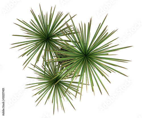 top view of dracaena plant in pot isolated on white background