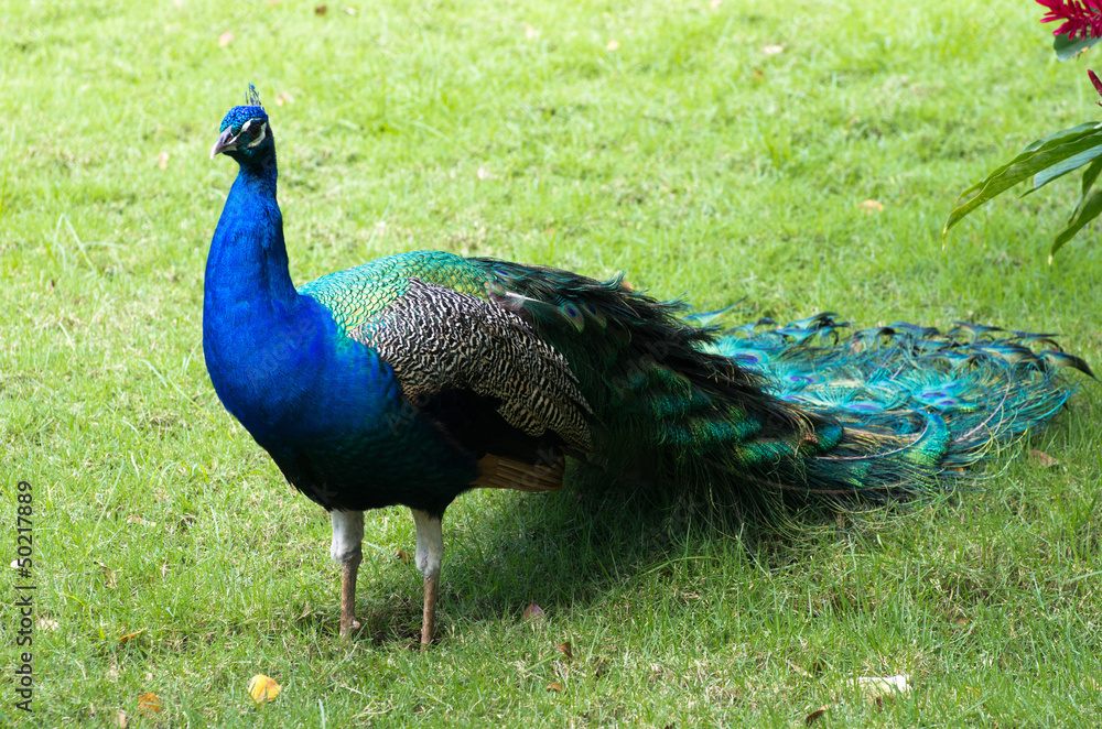 Naklejka premium peacock with feathers