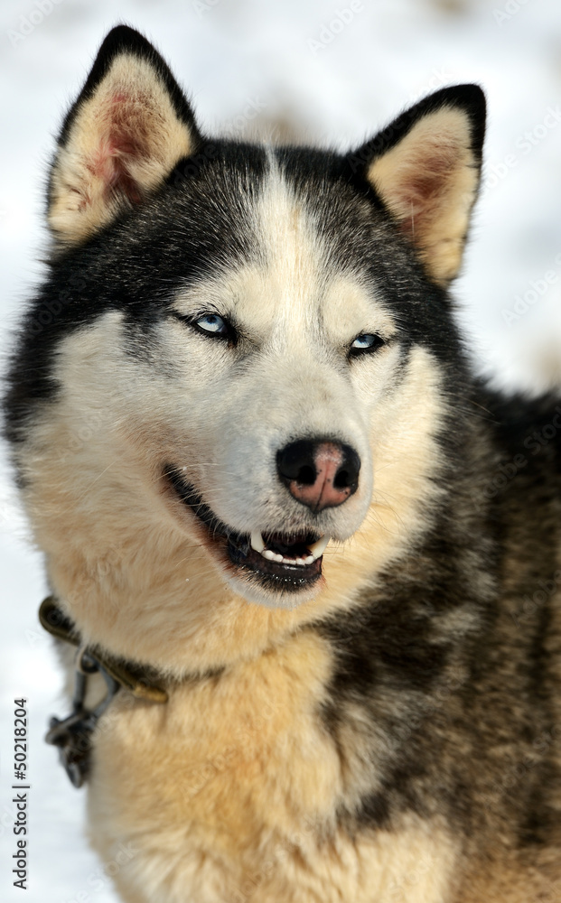 Husky Dog Husky Dog