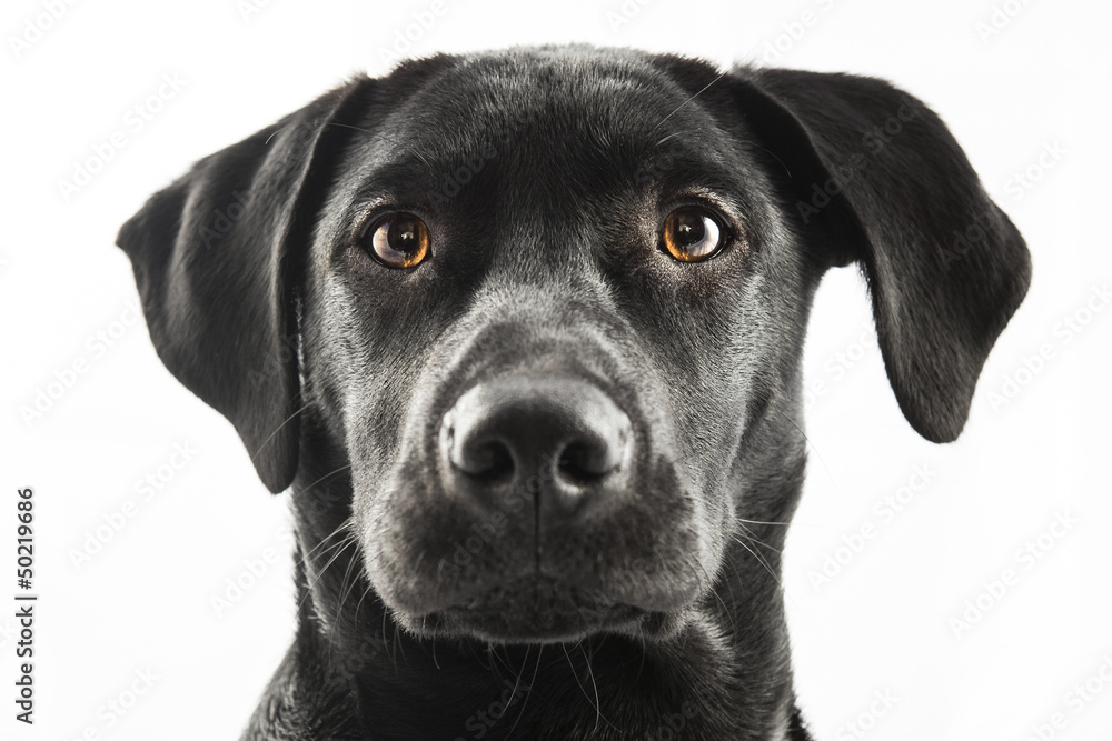 Black Lab Black Lab
