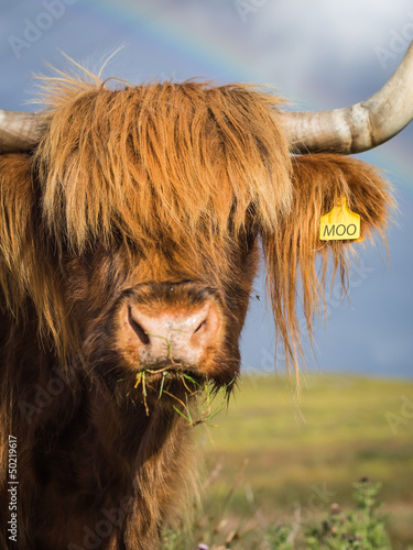 Highland Cow Portrait