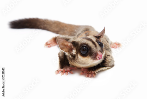 A close up of a sugar glider lying on the floor