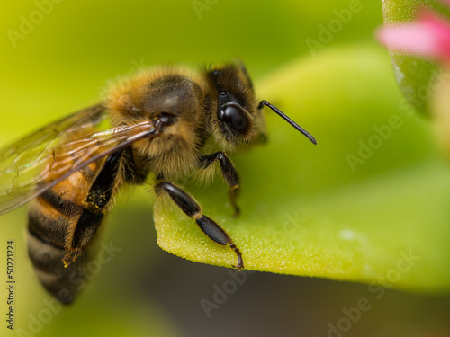 Bee on Leaf © dav363