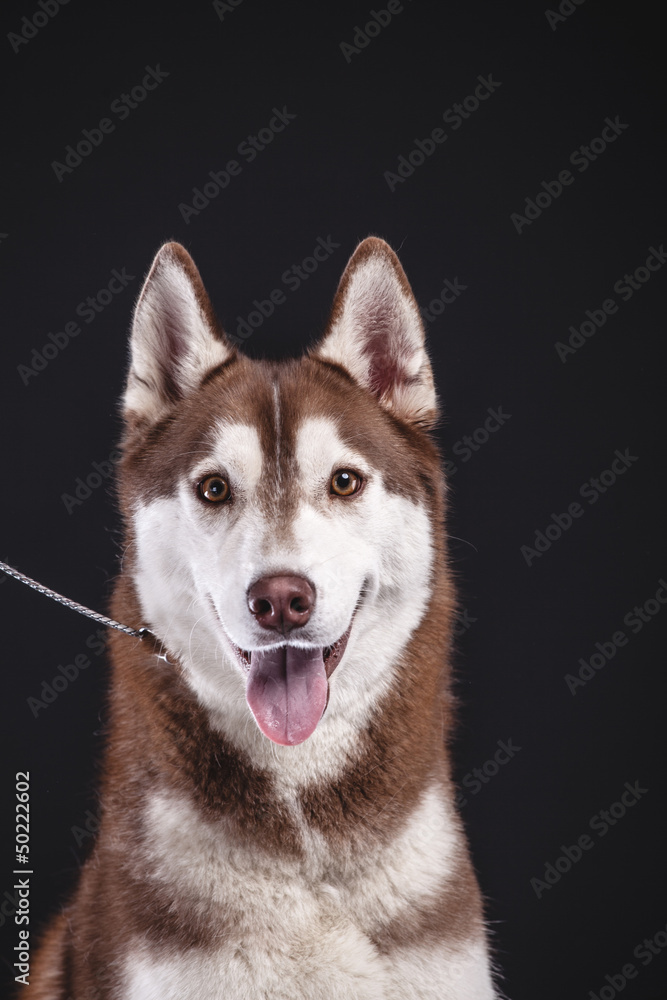 siberian husky siberian husky