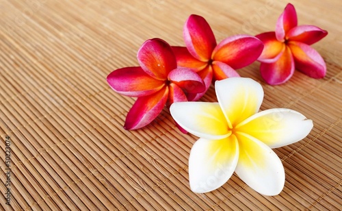 Wellness spa   aromatherapy concept with frangipani flower