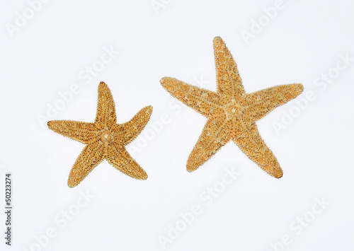 starfishes on white background