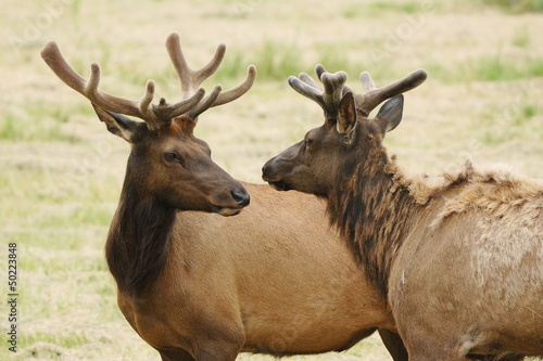 Fototapeta Naklejka Na Ścianę i Meble -  Velvet Elk