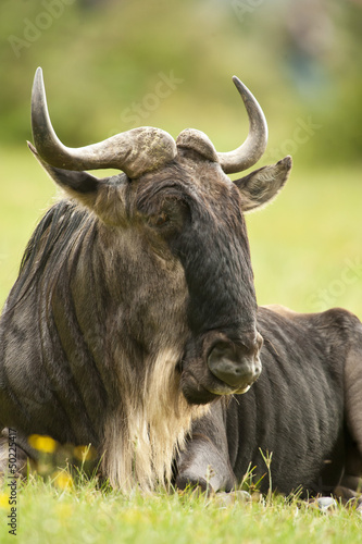Sitted Wildebeest