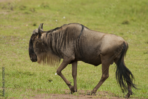 Wildebeest in the Savannah