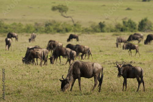 Wildebeests in the Savannah