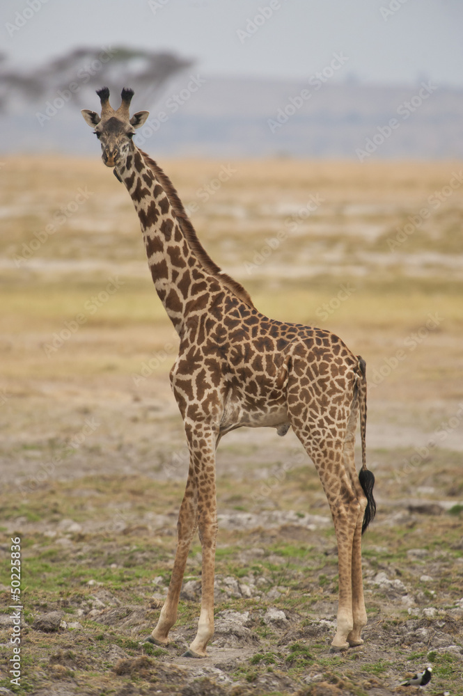 Fototapeta premium Giraffe in the Savannah