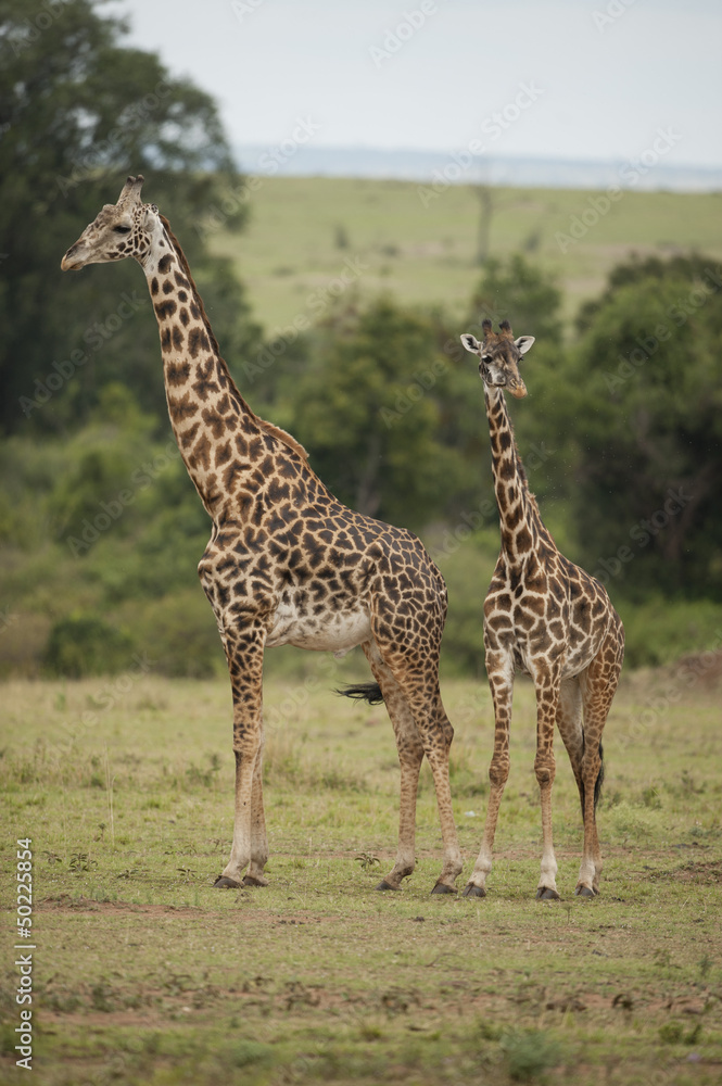 Obraz premium Two Giraffes in the Savannah