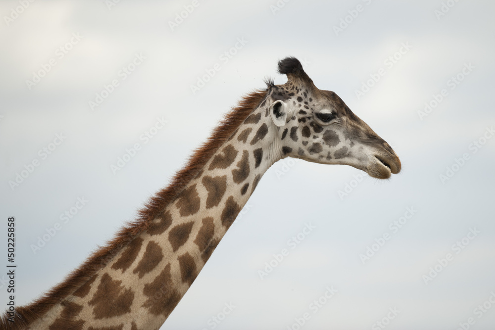 Close-up of a Giraffe Close-up of a Giraffe
