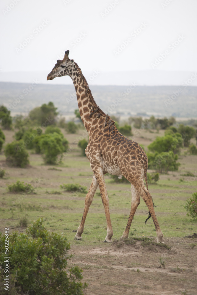 Obraz premium Giraffe in the Savannah