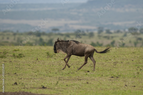 Wildebeest in the Savannah