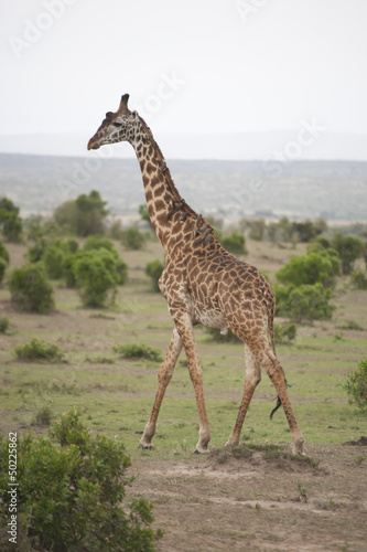 Giraffe in the Savannah